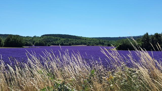 أوبيرج دي تافل