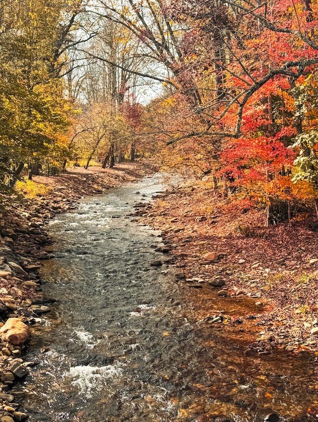 كوزي كريك كوتيدجز