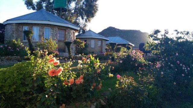 لابينج ها ماموسا