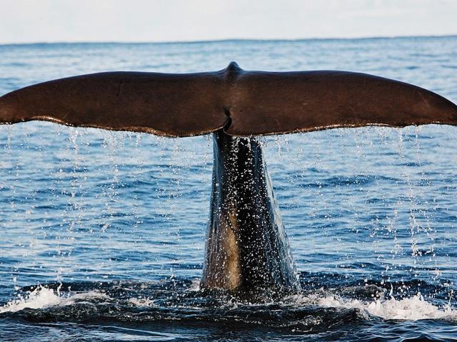 5 بيرسون هوليداي هوم إن ميلبو-باي تراوم